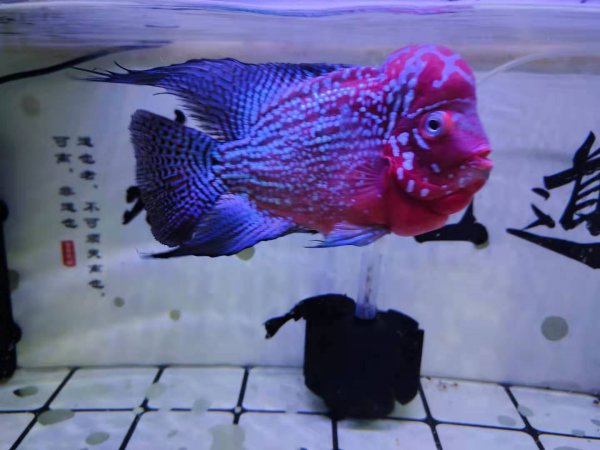 热带鱼水温多少合适