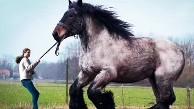 世界上最强悍的战马是什么 历史上最好的战马品种