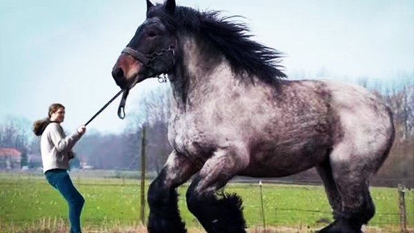 世界上最强悍的战马是什么