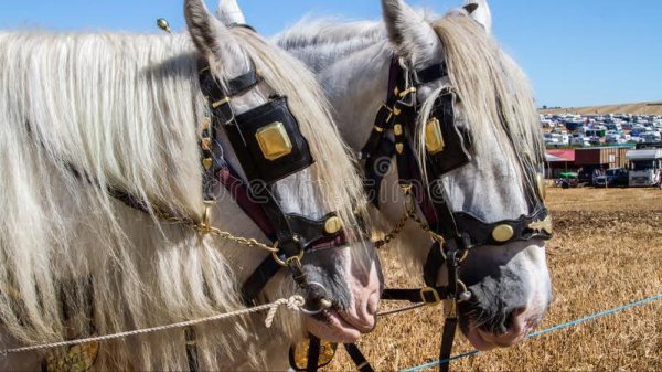 世界上最强悍的战马是什么