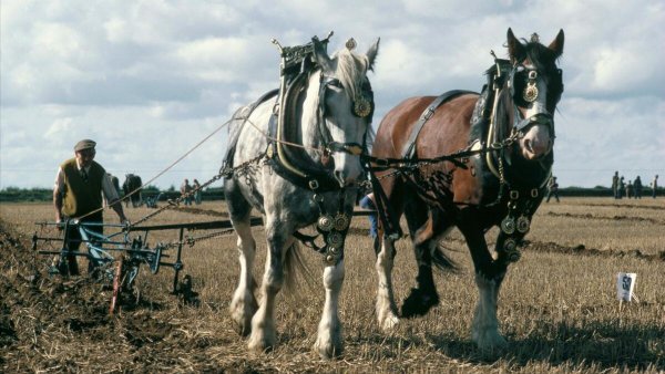 世界上最强悍的战马是什么