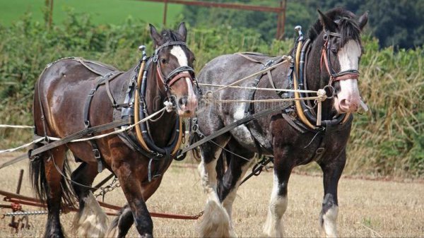 世界上最强悍的战马是什么