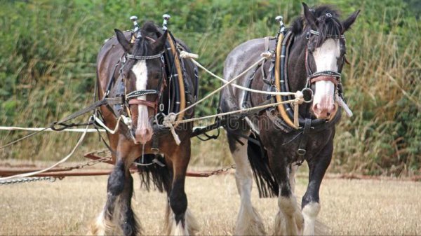 世界上最强悍的战马是什么