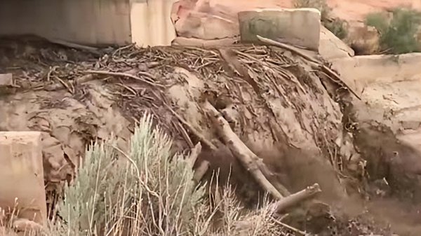 中国八三年蛇灾是怎么回事