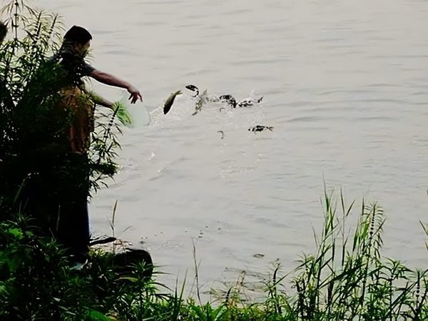 中国八三年蛇灾是怎么回事