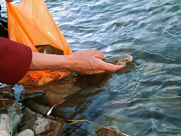 中国八三年蛇灾是怎么回事