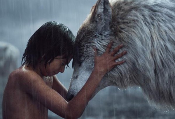 狼为什么会养人类婴儿