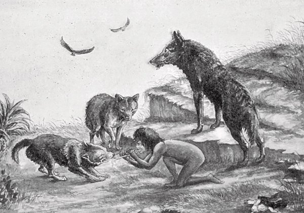 狼为什么会养人类婴儿