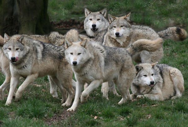 狼为什么会养人类婴儿