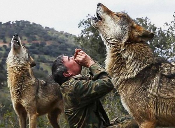 狼为什么会养人类婴儿