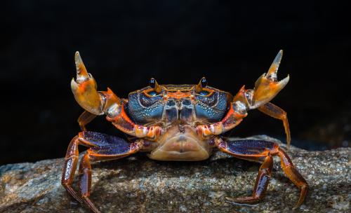 酒是谁发明出来了