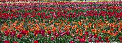 春天开放的十种花简述 春天常见的都有什么花盛开