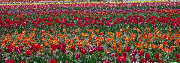 春天开放的十种花简述