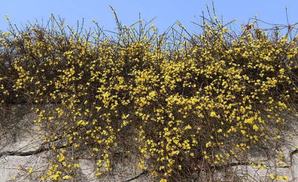 春天开放的十种花简述