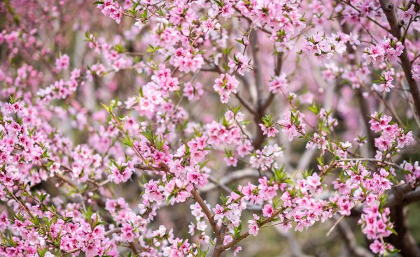 春天开放的十种花简述