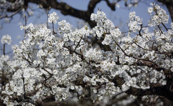 春天开放的十种花简述