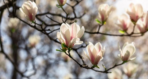 春天开放的十种花简述