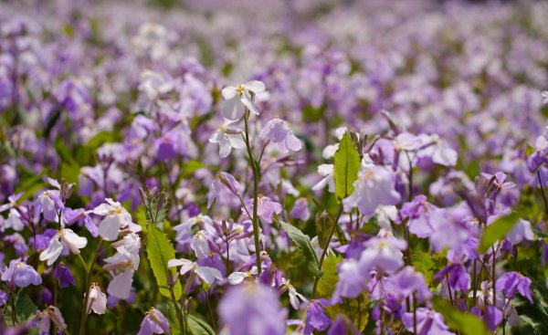 春天开放的十种花简述