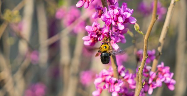 春天开放的十种花简述