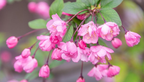 春天开放的十种花简述