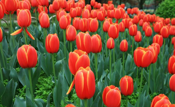 春天开放的十种花简述