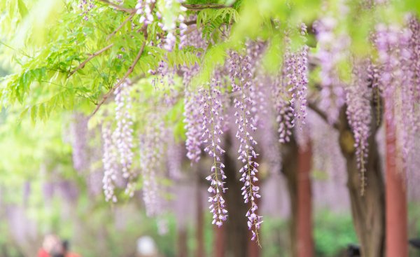 春天开放的十种花简述
