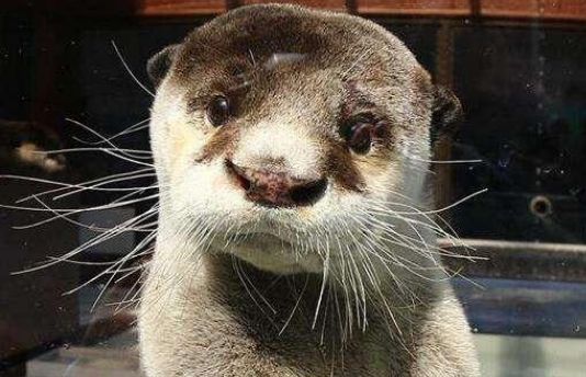 水鬼是什么动物