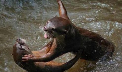 水鬼是什么动物