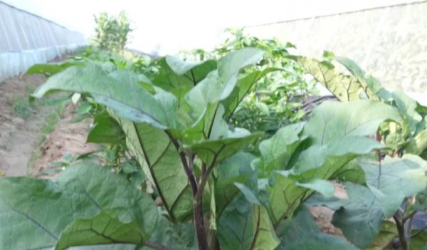 茄子的种植方法和管理技术