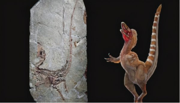 恐龙是怎么灭绝的真正原因