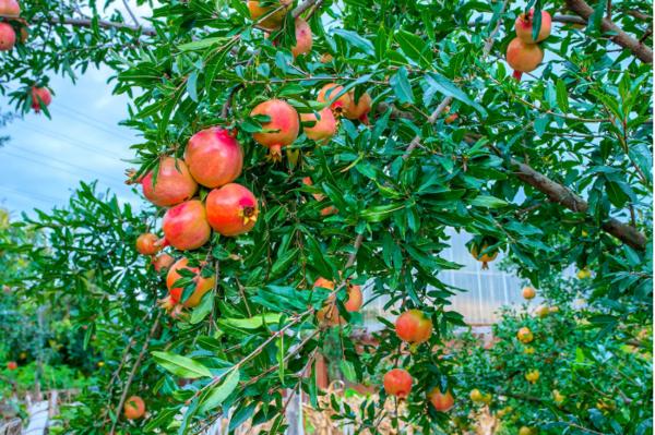 石榴树栽在家里的什么位置好