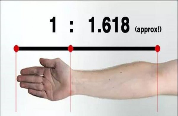 黄金分割线0.618是什么意思