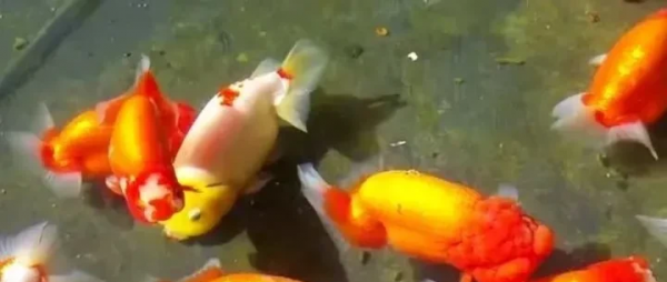 小金鱼怎么养才能活得久