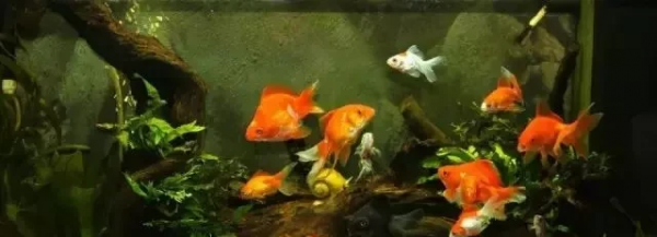 小金鱼怎么养才能活得久