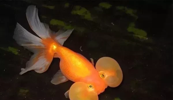 小金鱼怎么养才能活得久