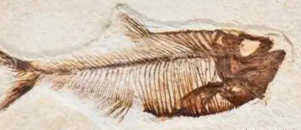 世界上最大的沙漠