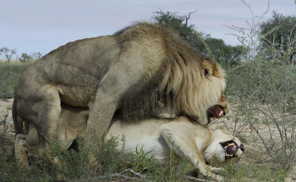 动物是怎么配偶