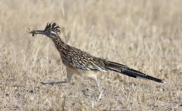 动物是怎么配偶