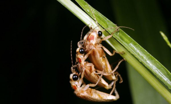 动物是怎么配偶