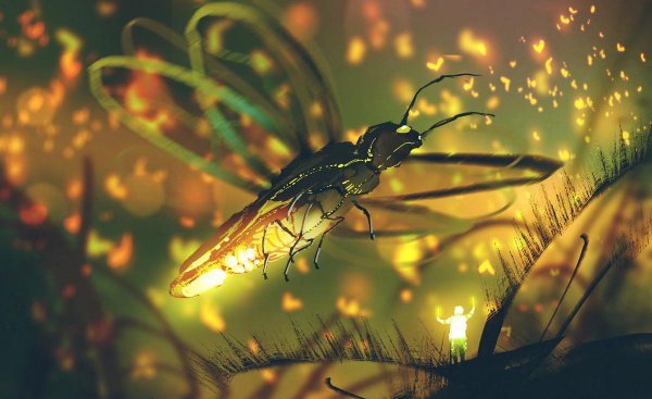 动物是怎么配偶