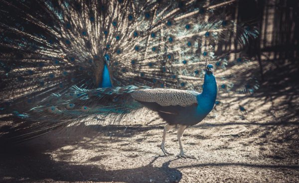 动物是怎么配偶