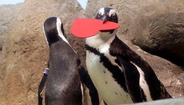 动物是怎么配偶