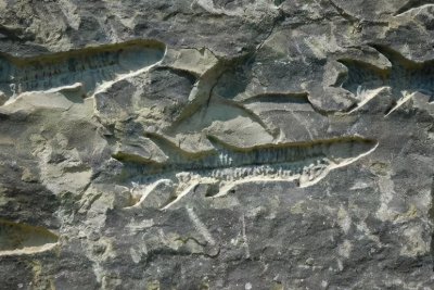 复活成功的灭绝动物 灭绝动物还可不可以再次复活