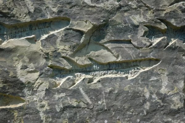 复活成功的灭绝动物