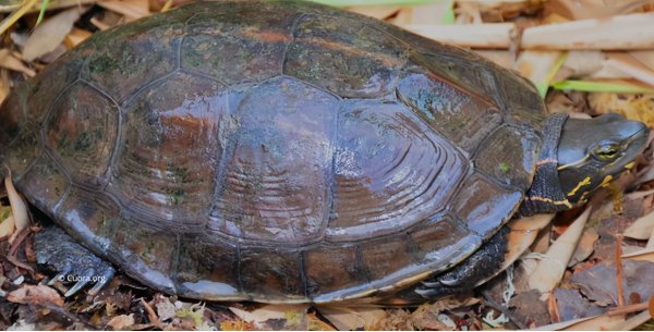 复活成功的灭绝动物