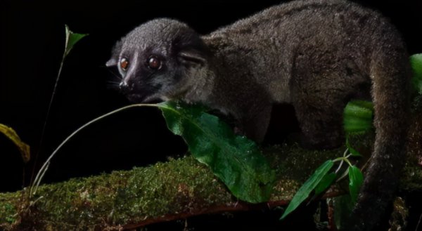 复活成功的灭绝动物