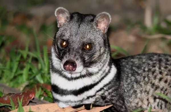 复活成功的灭绝动物