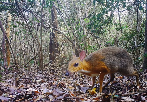 复活成功的灭绝动物