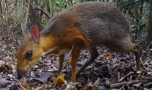 复活成功的灭绝动物