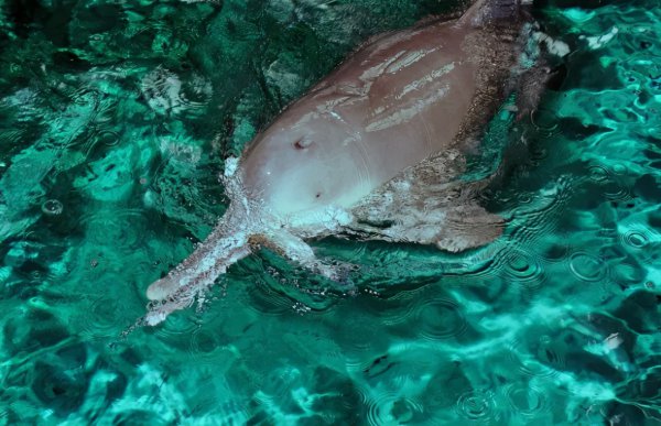 复活成功的灭绝动物